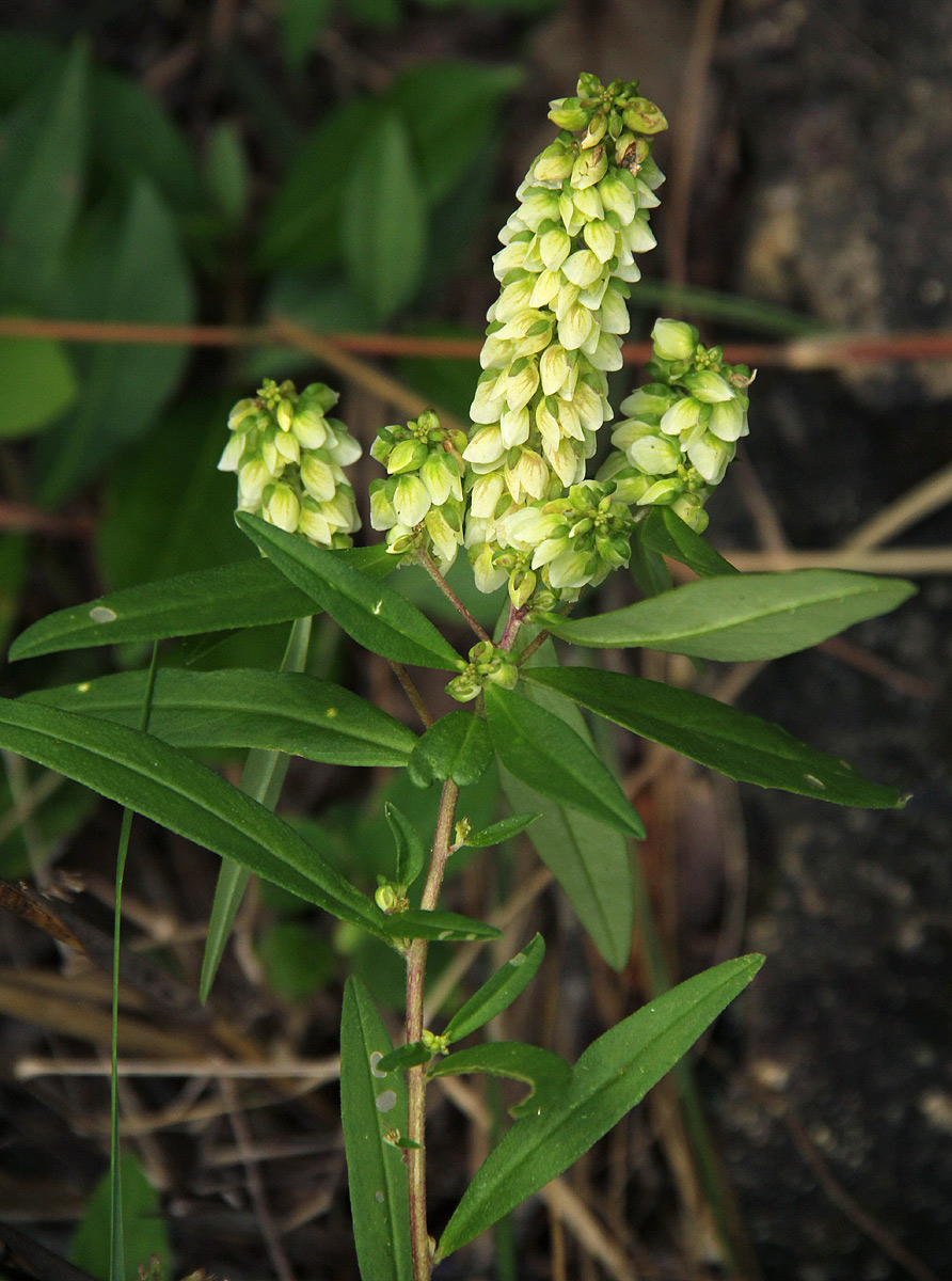 Polygala albida subsp. albida Polygala albida subsp. albida