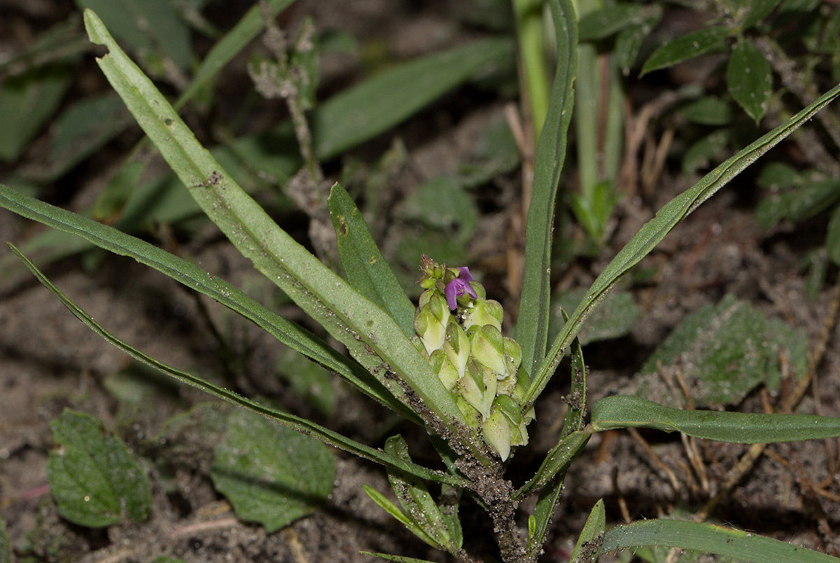 Polygala albida subsp. albida