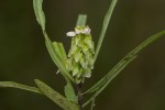 Polygala albida subsp. albida