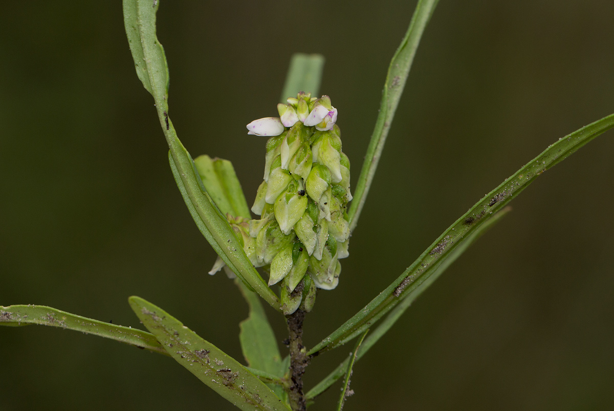 Polygala albida subsp. albida