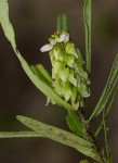 Polygala albida subsp. albida