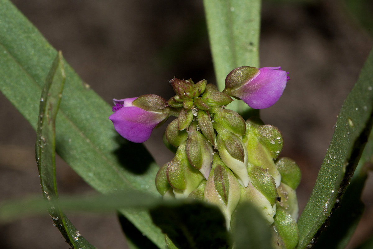 Polygala albida subsp. albida Polygala albida subsp. albida