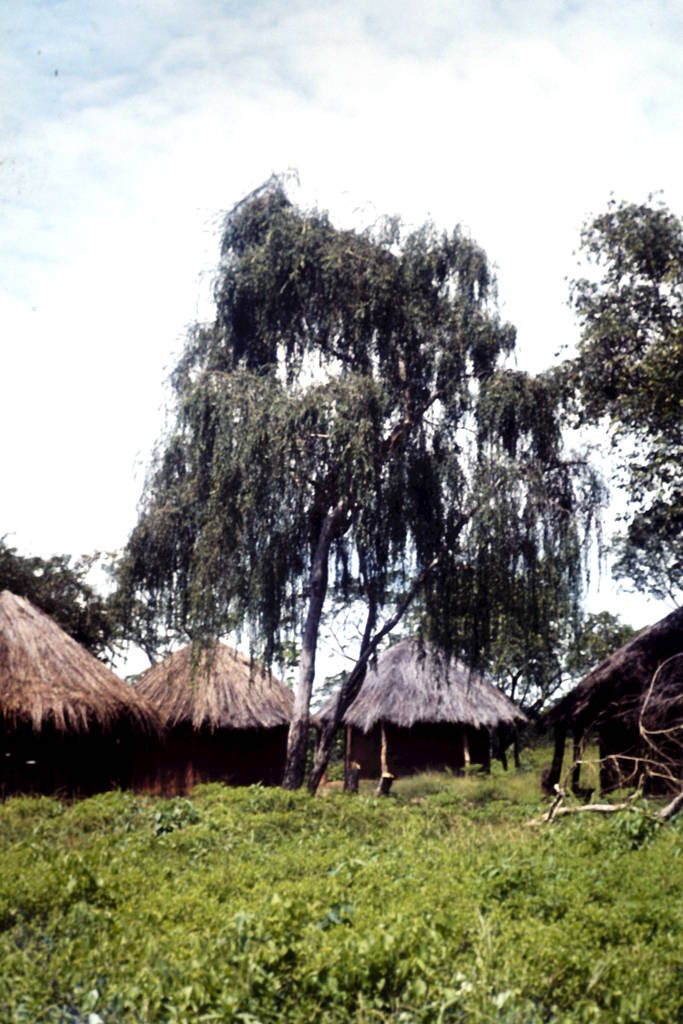 Securidaca longepedunculata