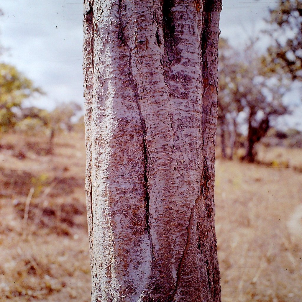 Securidaca longepedunculata