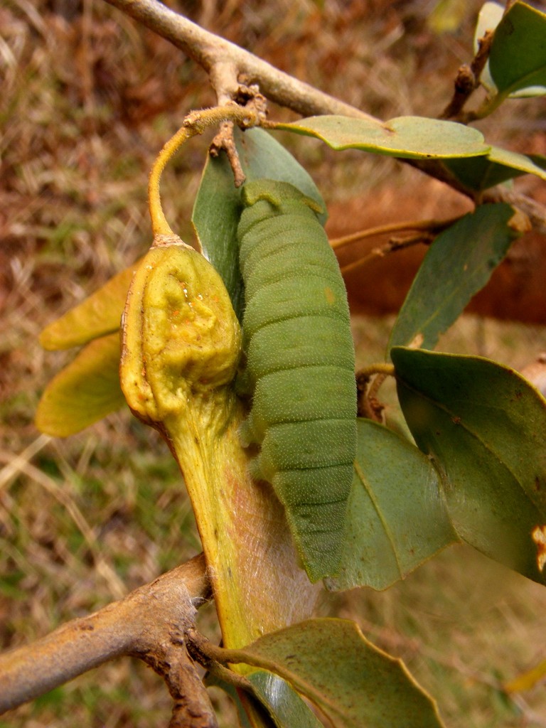 Securidaca longepedunculata