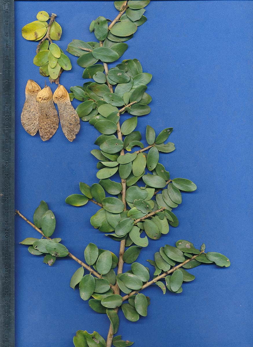 Securidaca longepedunculata