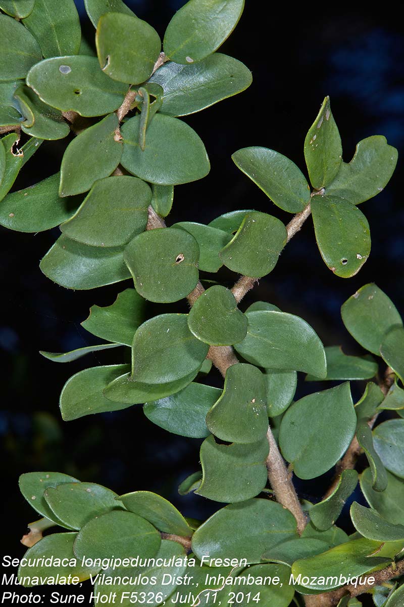 Securidaca longepedunculata