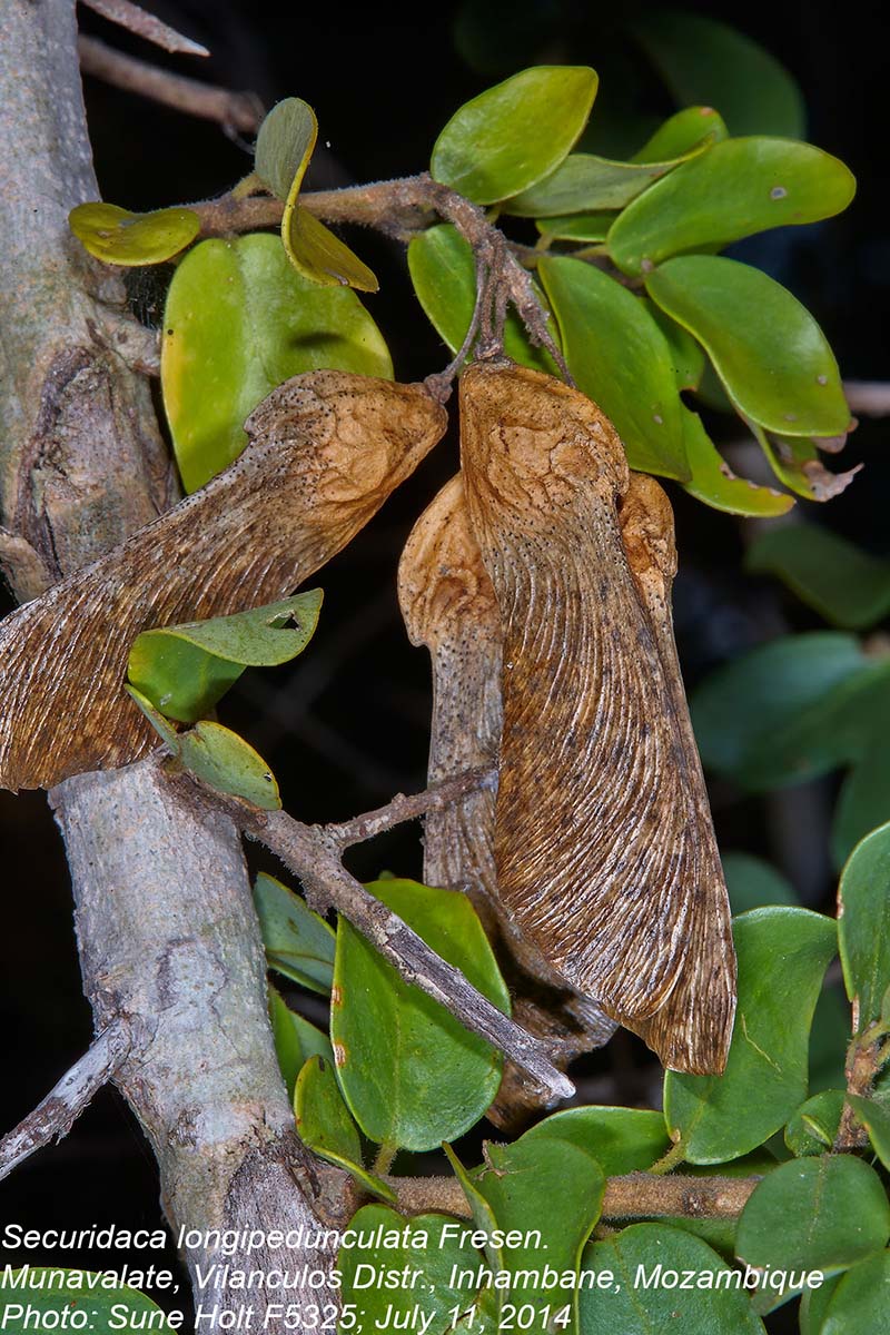 Securidaca longepedunculata