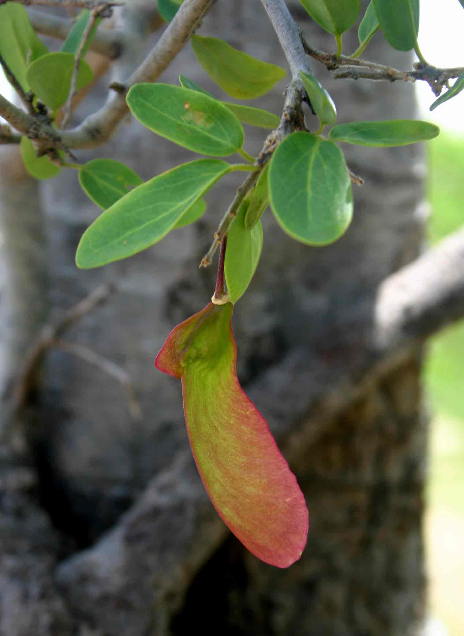 Securidaca longepedunculata