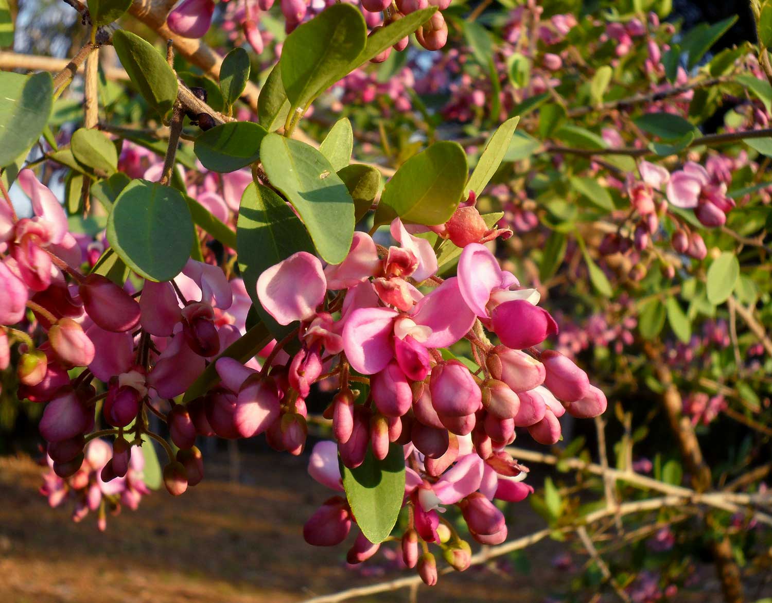 Securidaca longepedunculata Securidaca longepedunculata