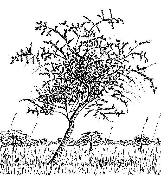 Securidaca longepedunculata