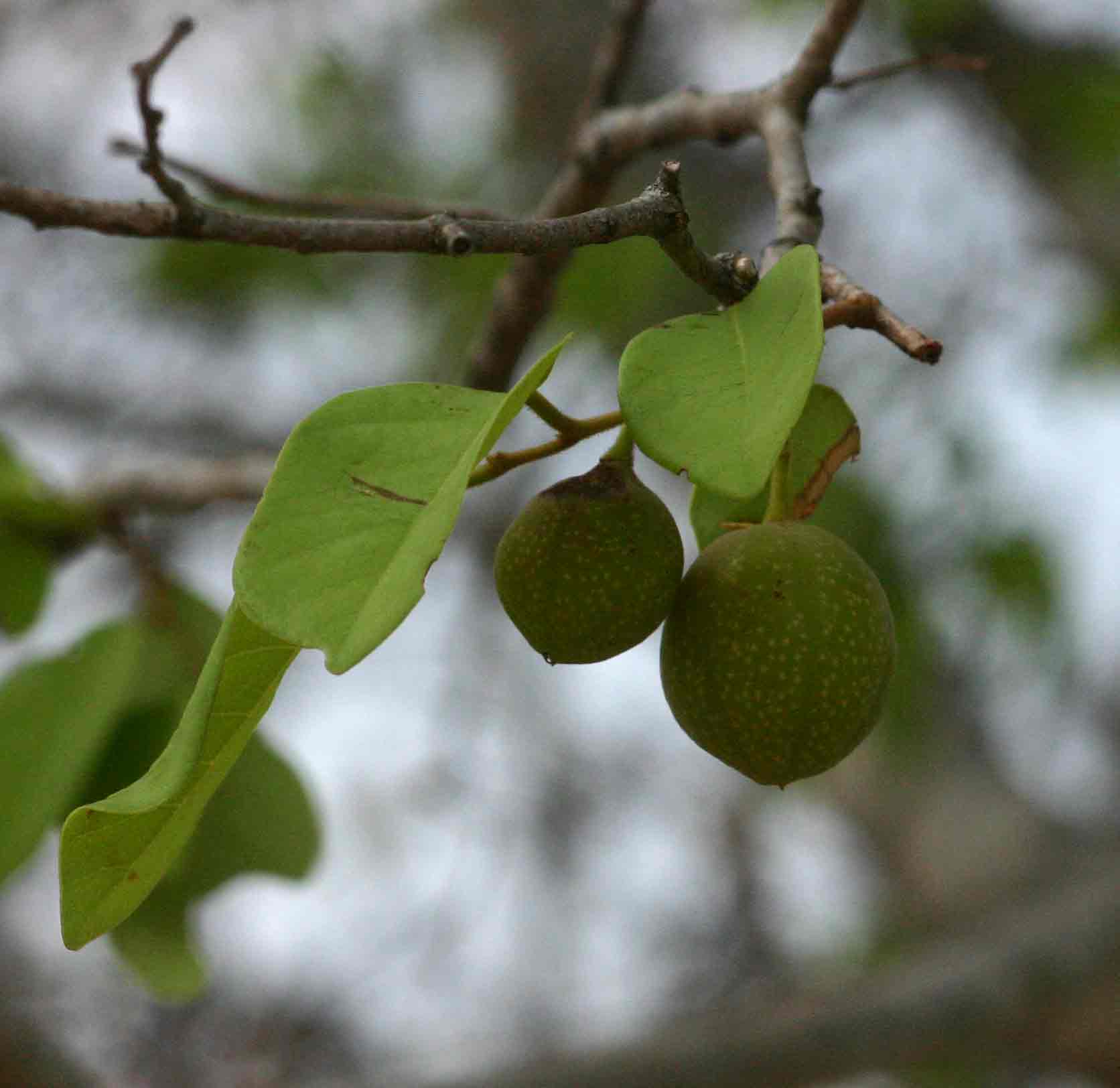Pseudolachnostylis maprouneifolia var. maprouneifolia