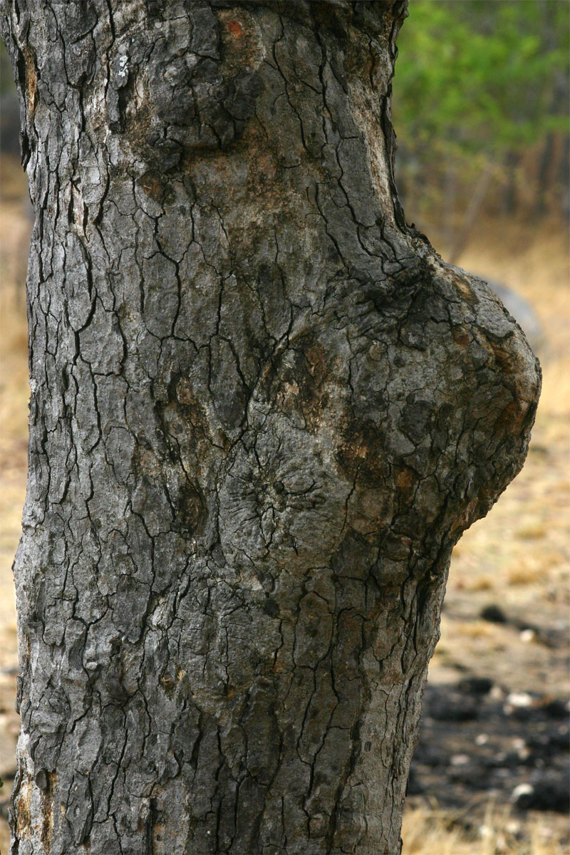 Pseudolachnostylis maprouneifolia var. maprouneifolia Pseudolachnostylis maprouneifolia var. maprouneifolia