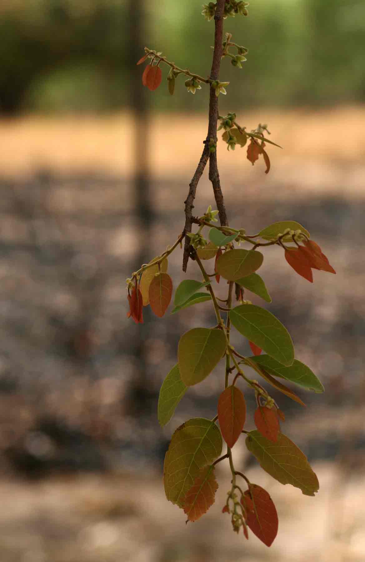 Pseudolachnostylis maprouneifolia var. maprouneifolia Pseudolachnostylis maprouneifolia var. maprouneifolia