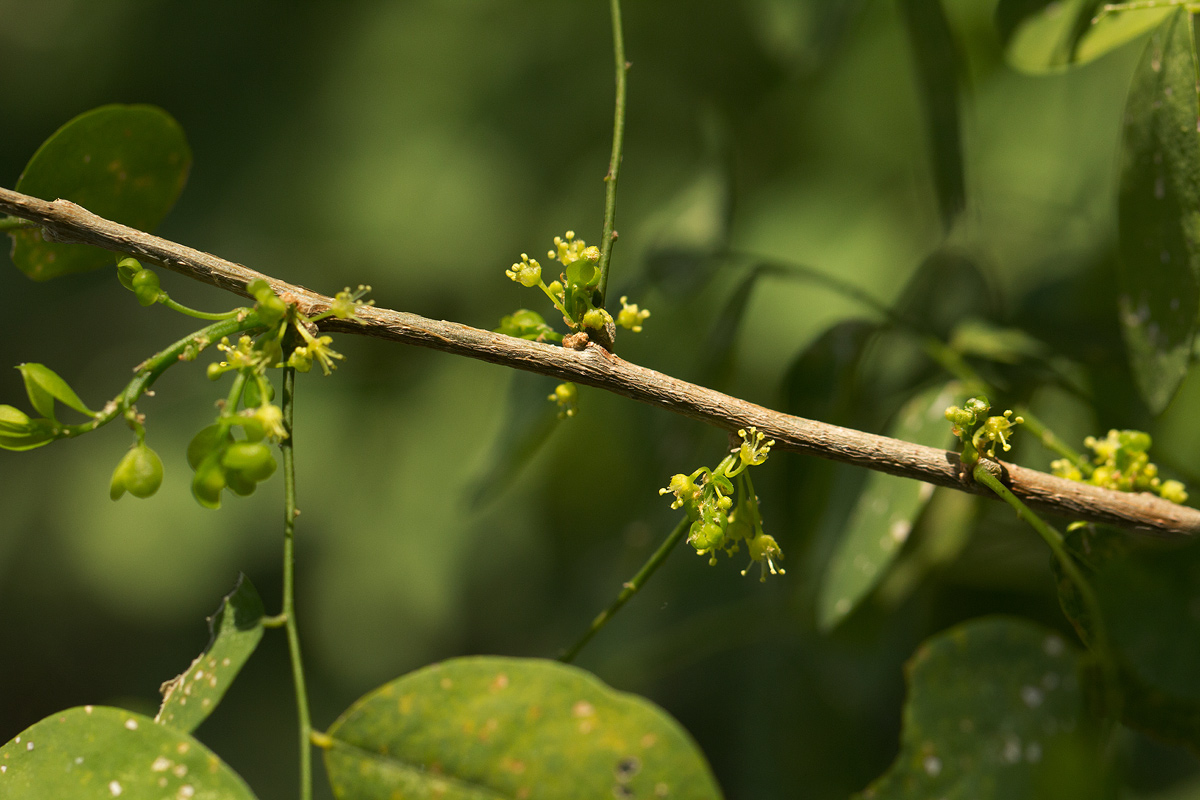 Flueggea virosa subsp. virosa