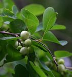 Flueggea virosa subsp. virosa