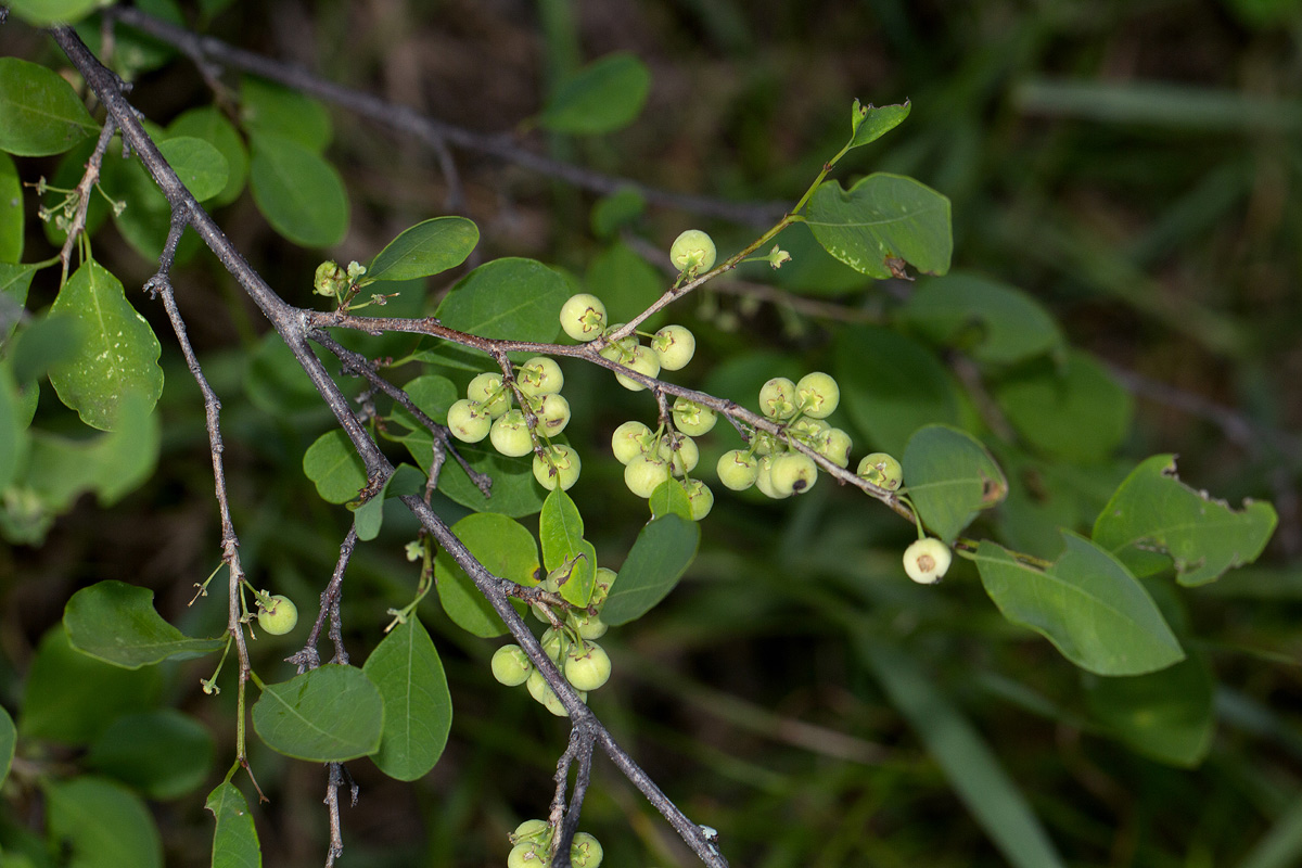 Flueggea virosa subsp. virosa