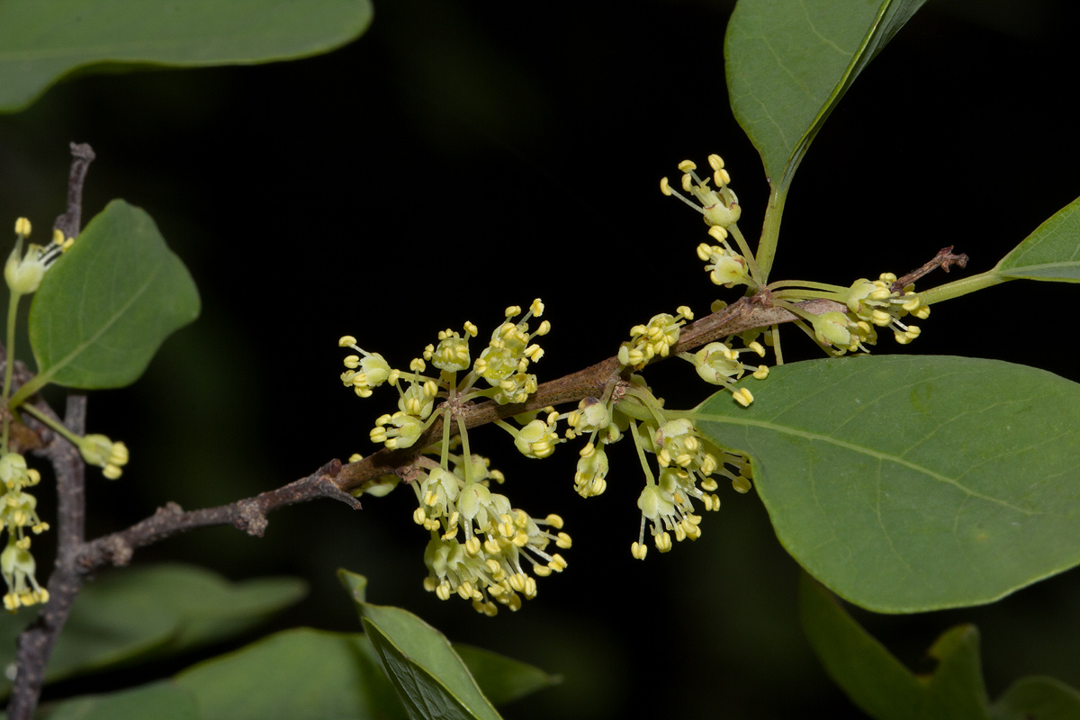 Flueggea virosa subsp. virosa