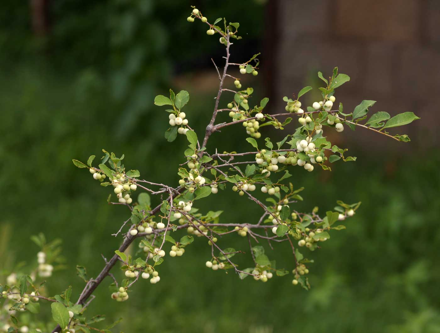 Flueggea virosa subsp. virosa