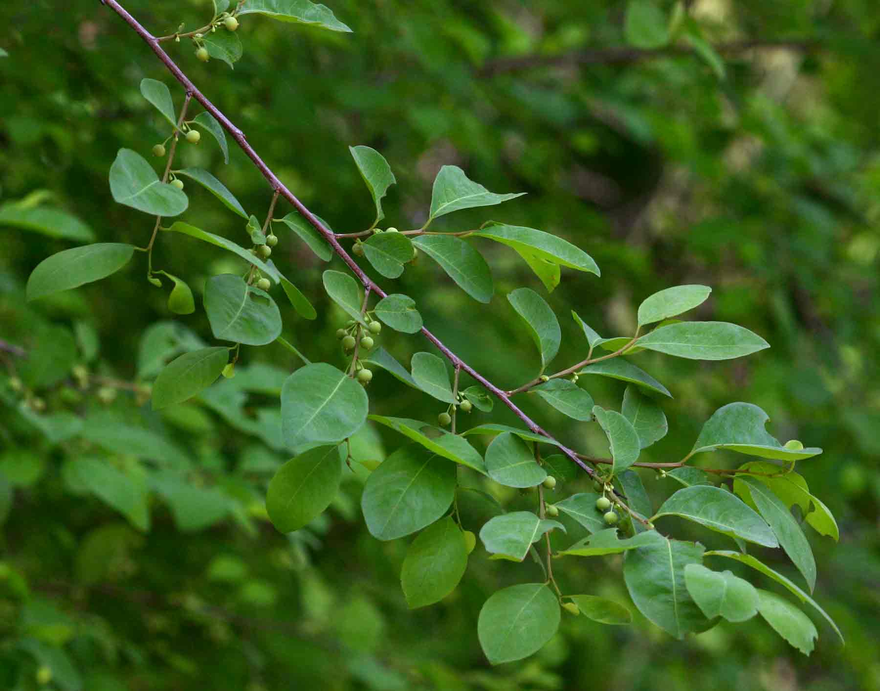 Flueggea virosa subsp. virosa