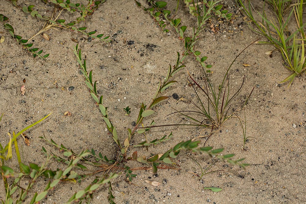 Phyllanthus maderaspatensis