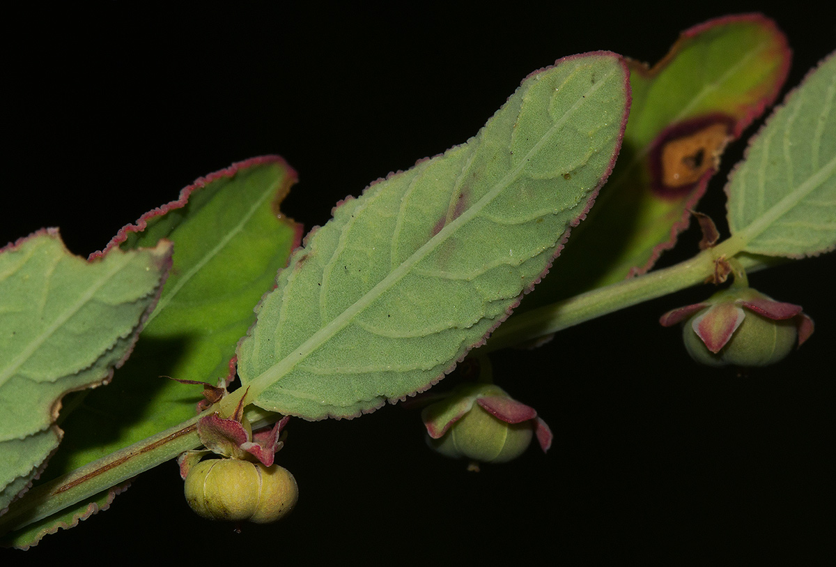 Phyllanthus maderaspatensis