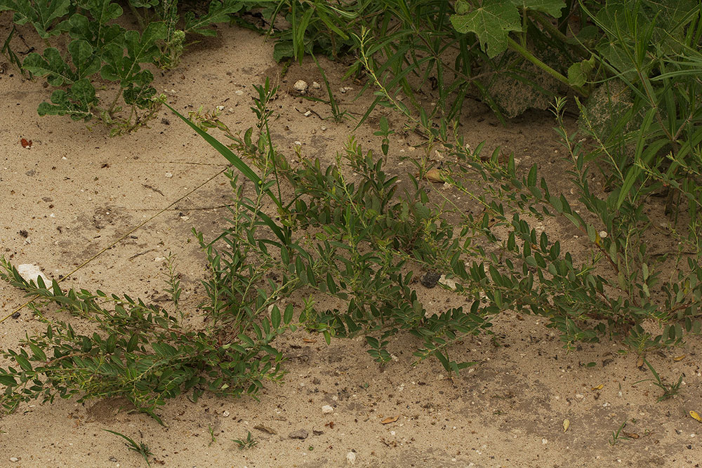 Phyllanthus maderaspatensis