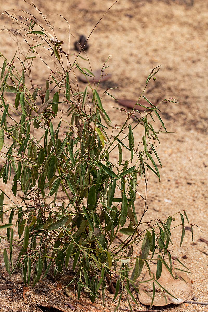 Phyllanthus pentandrus