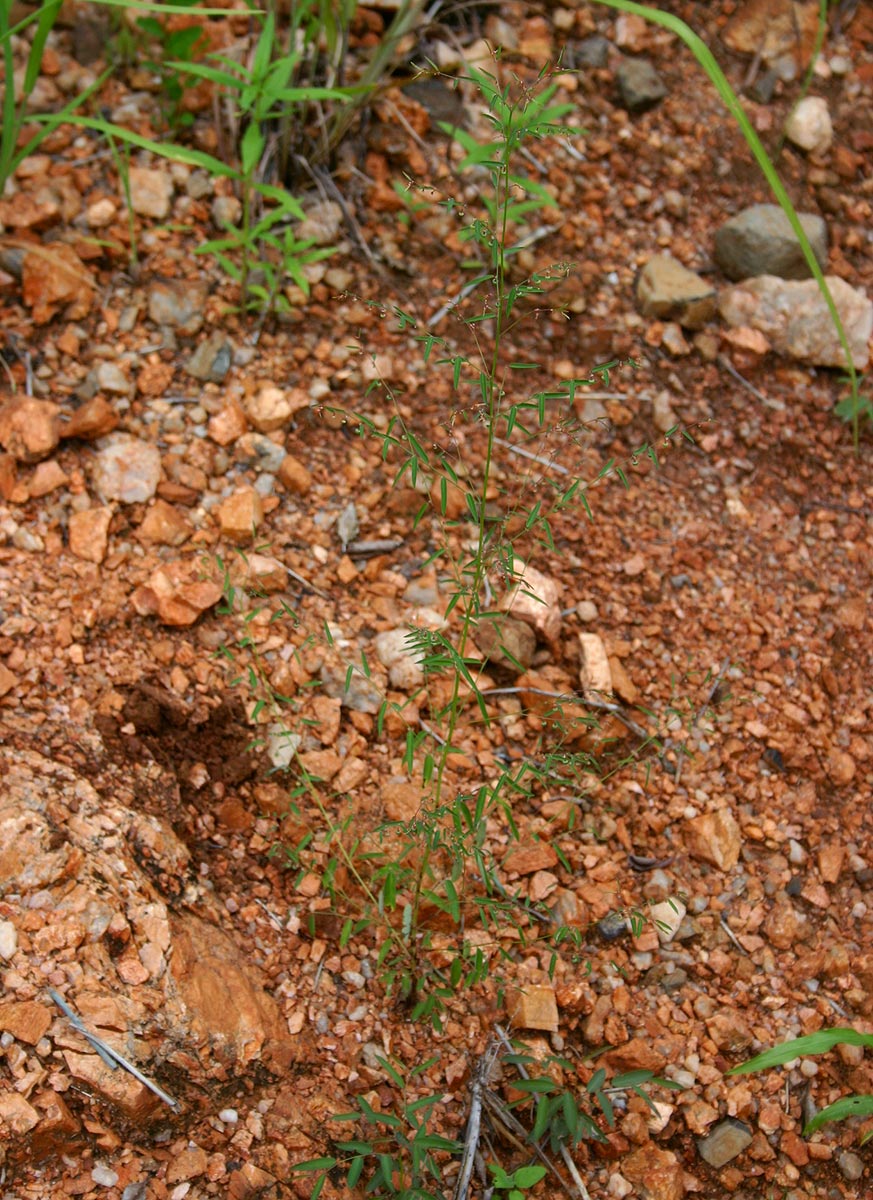 Phyllanthus pentandrus