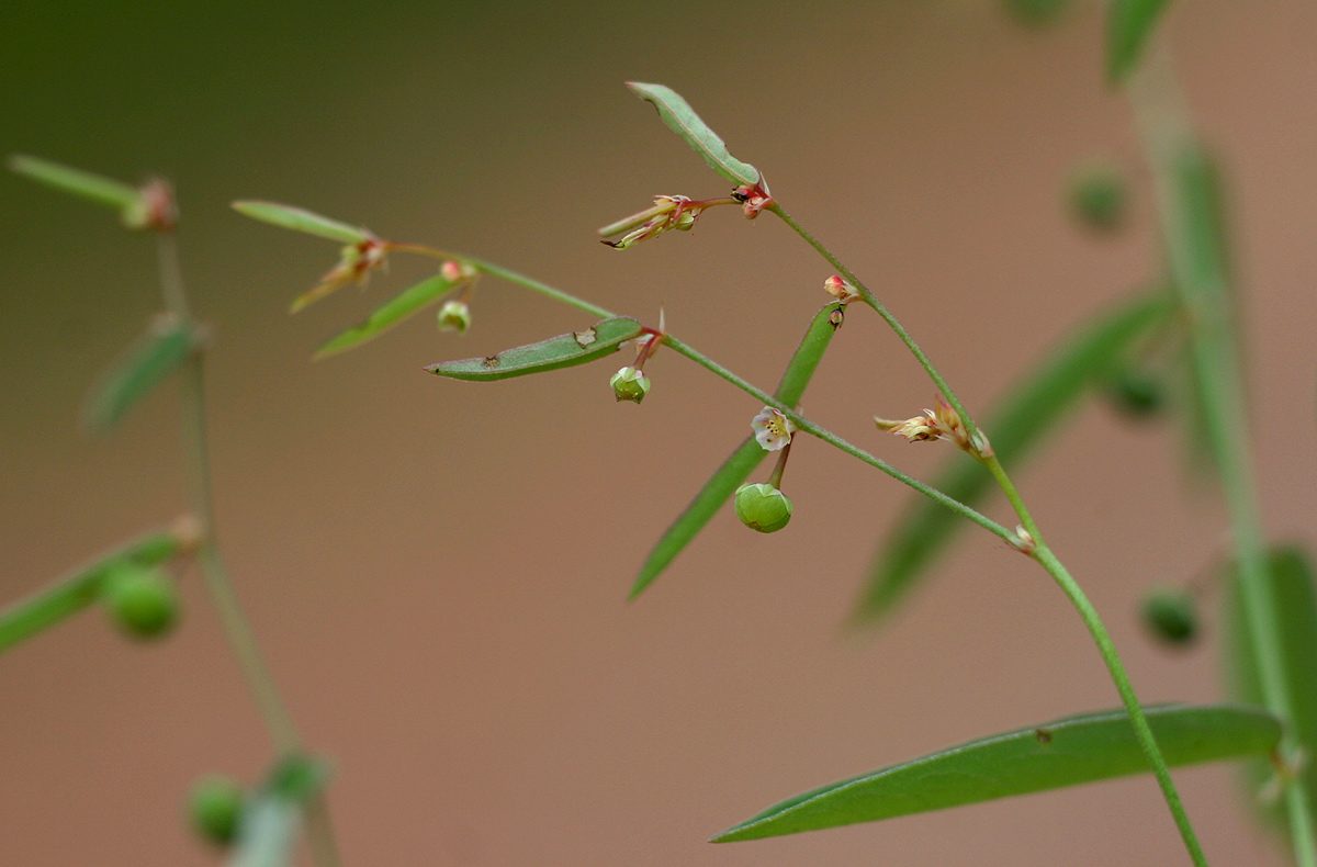 Phyllanthus pentandrus