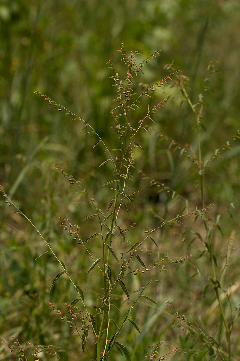 Phyllanthus pentandrus