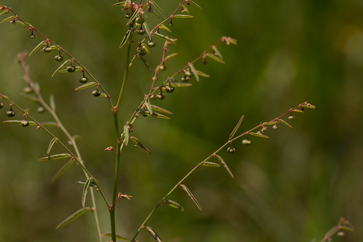 Phyllanthus pentandrus
