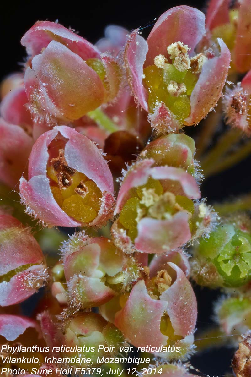 Phyllanthus reticulatus var. reticulatus