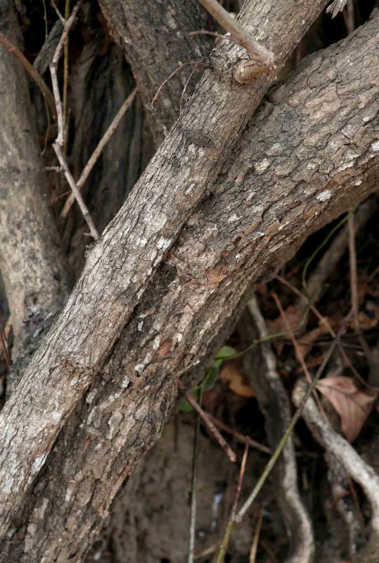 Phyllanthus reticulatus var. reticulatus Phyllanthus reticulatus var. reticulatus