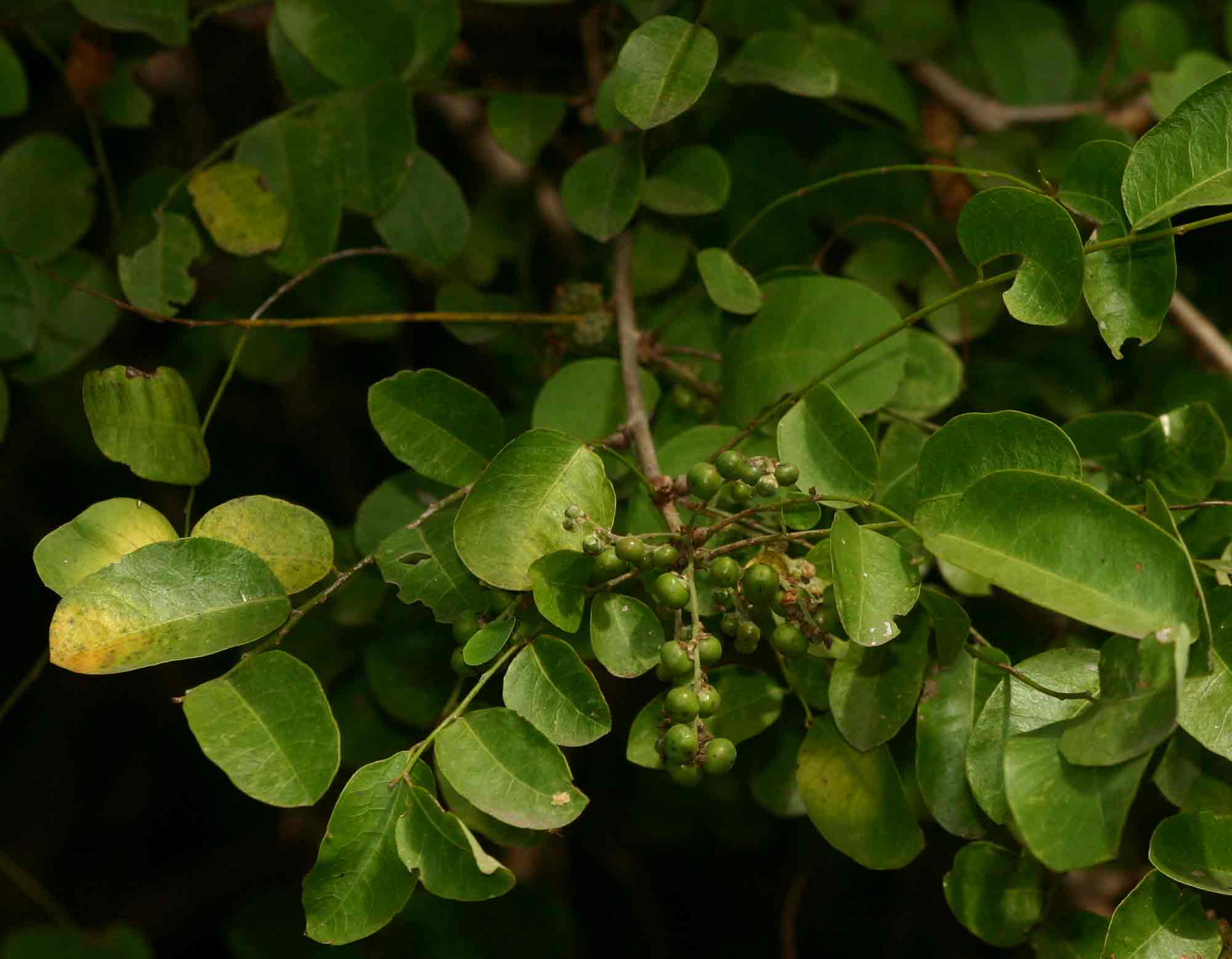 Phyllanthus reticulatus var. reticulatus Phyllanthus reticulatus var. reticulatus