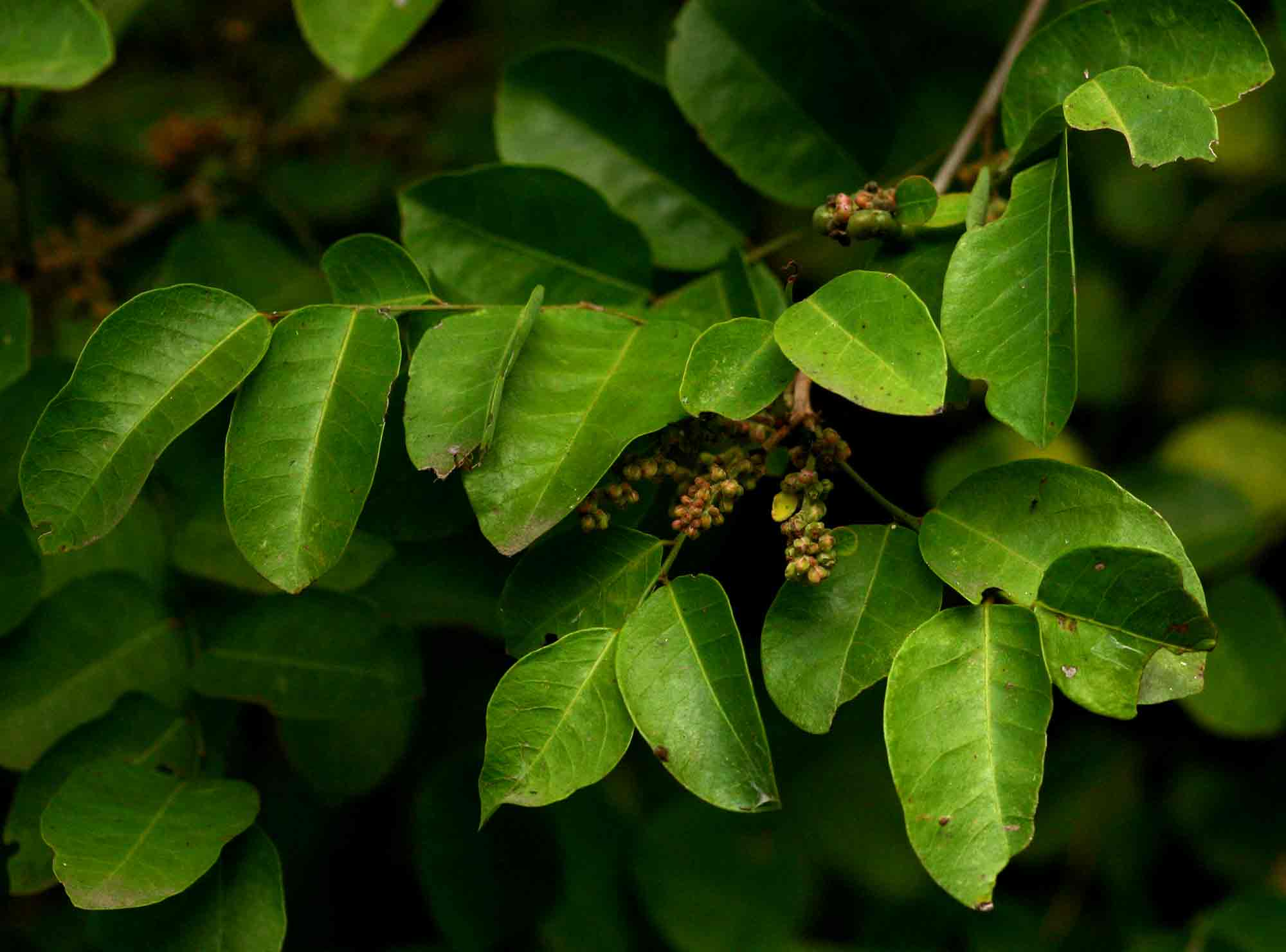 Phyllanthus reticulatus var. reticulatus Phyllanthus reticulatus var. reticulatus