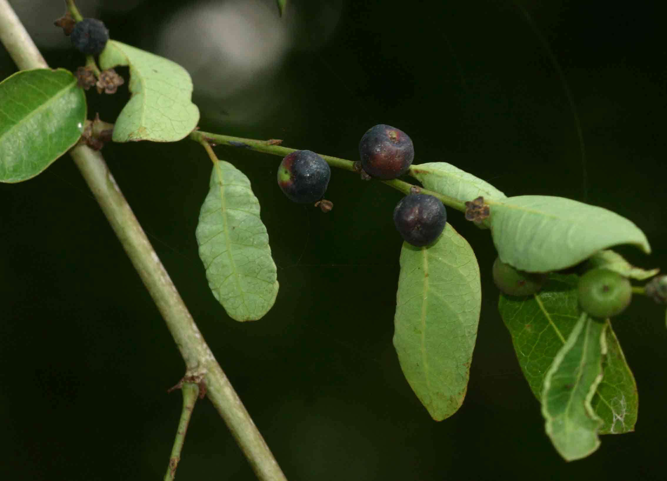 Phyllanthus reticulatus var. reticulatus