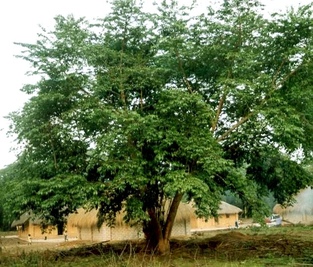 Margaritaria discoidea var. nitida Margaritaria discoidea var. nitida