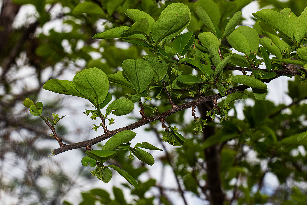 Margaritaria discoidea var. nitida Margaritaria discoidea var. nitida