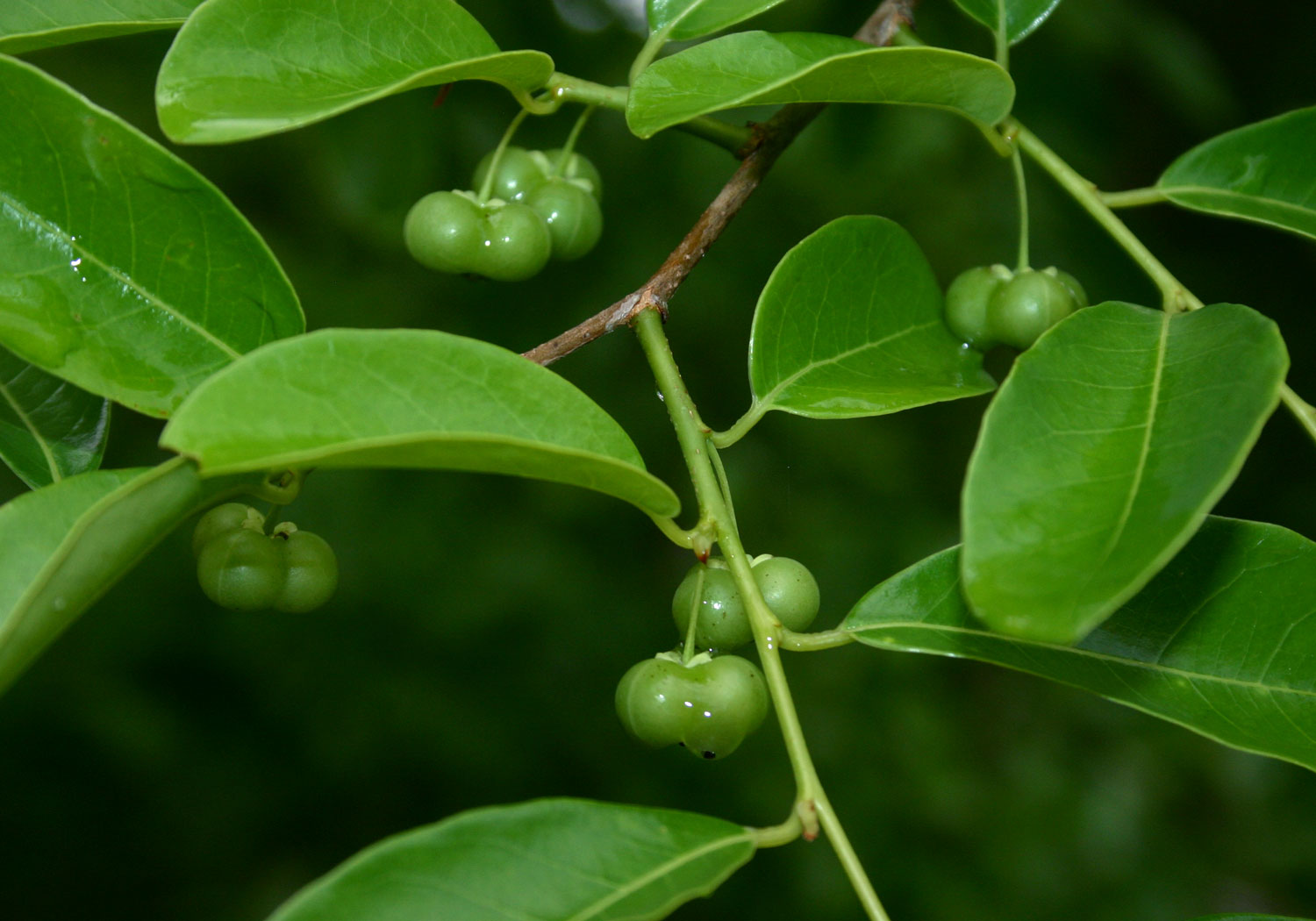 Margaritaria discoidea var. nitida Margaritaria discoidea var. nitida
