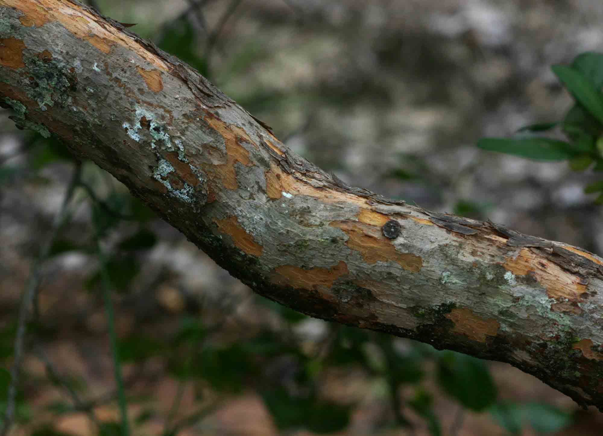 Hymenocardia acida