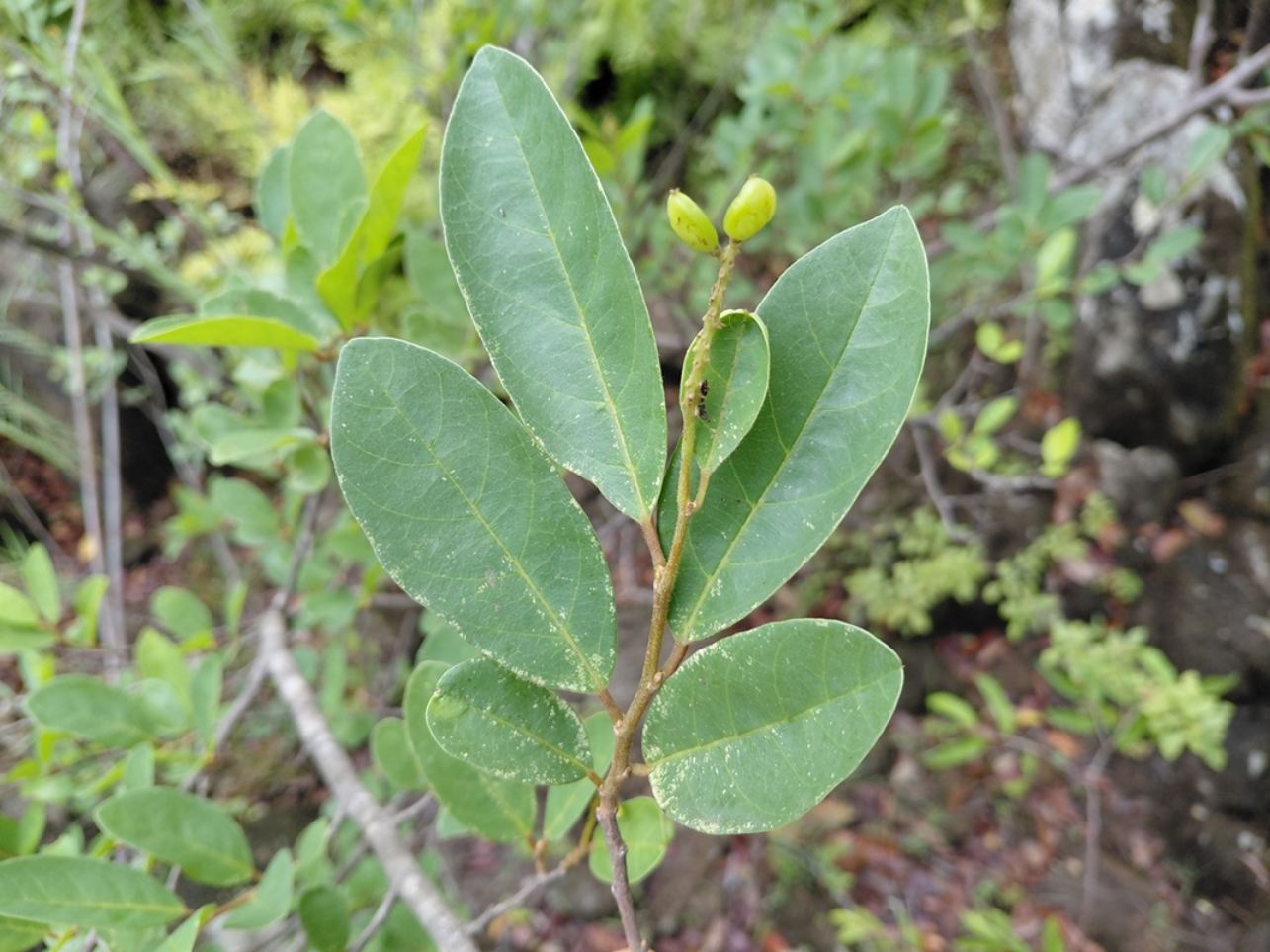 Antidesma rufescens Antidesma rufescens