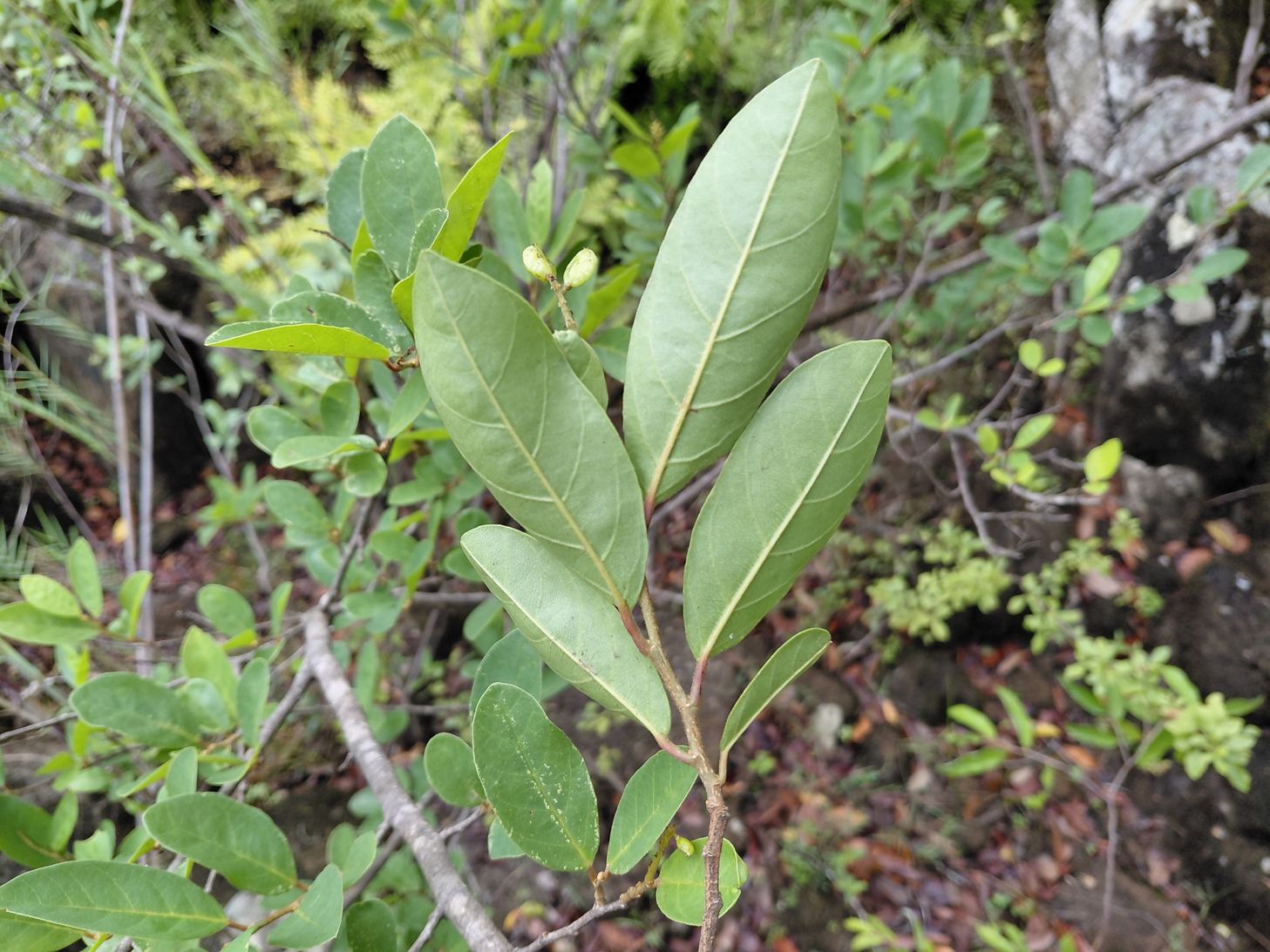 Antidesma rufescens Antidesma rufescens