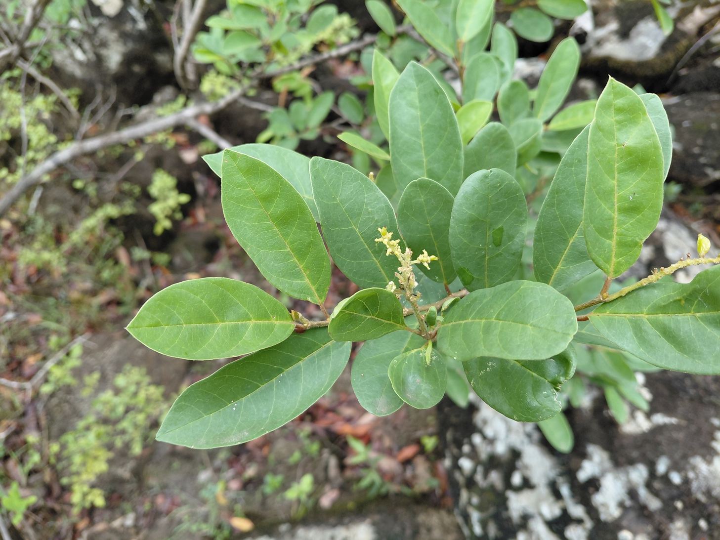 Antidesma rufescens Antidesma rufescens
