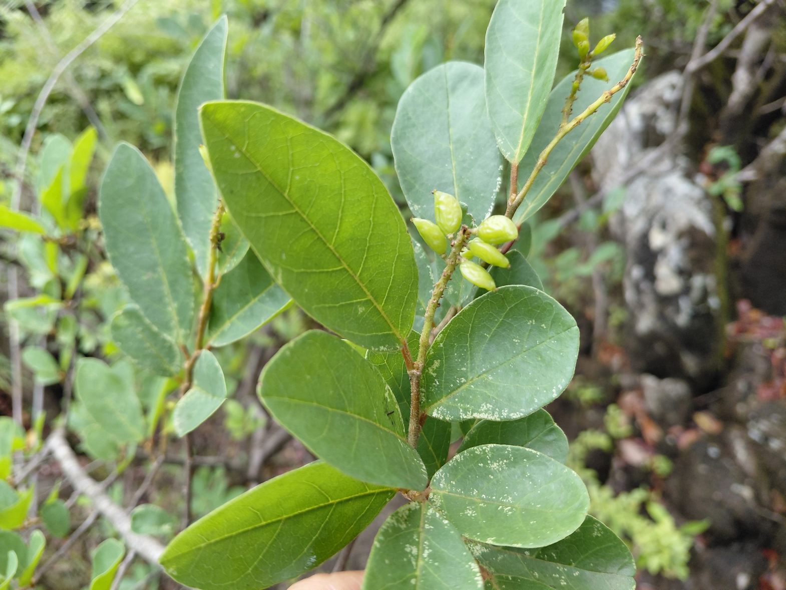 Antidesma rufescens Antidesma rufescens