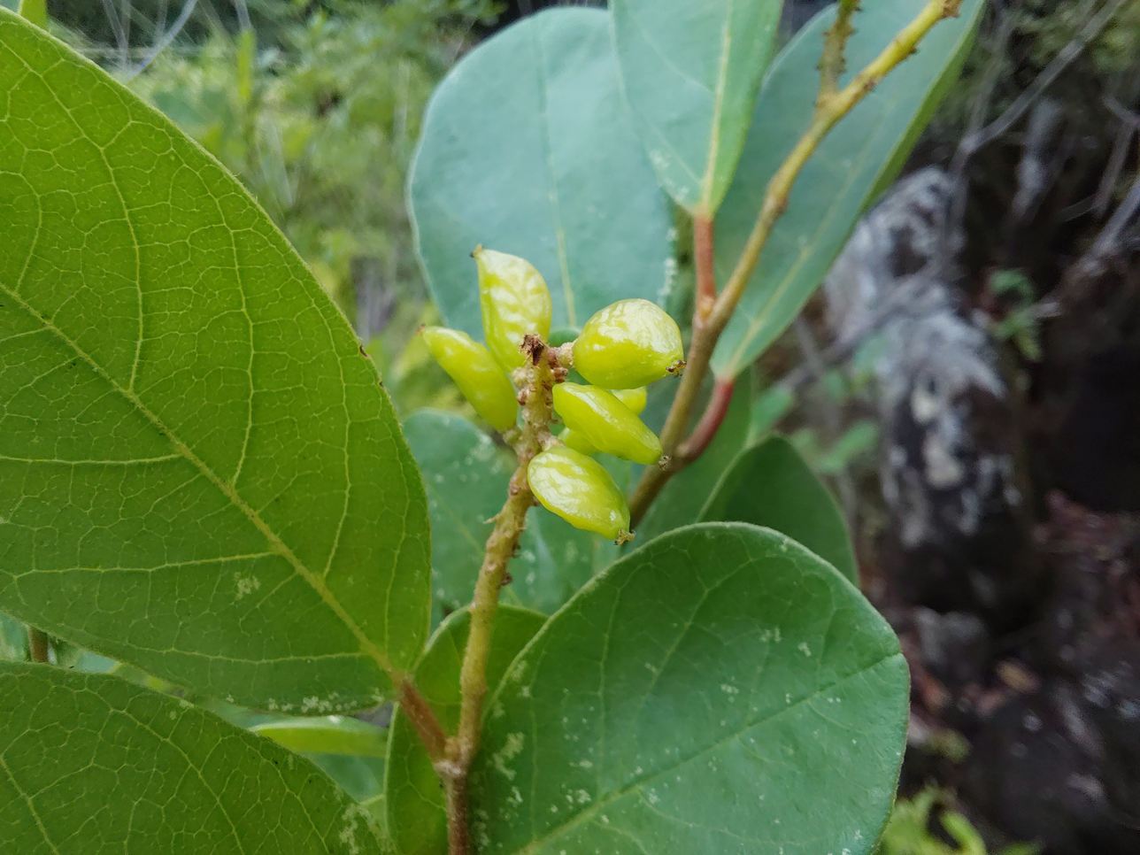 Antidesma rufescens Antidesma rufescens