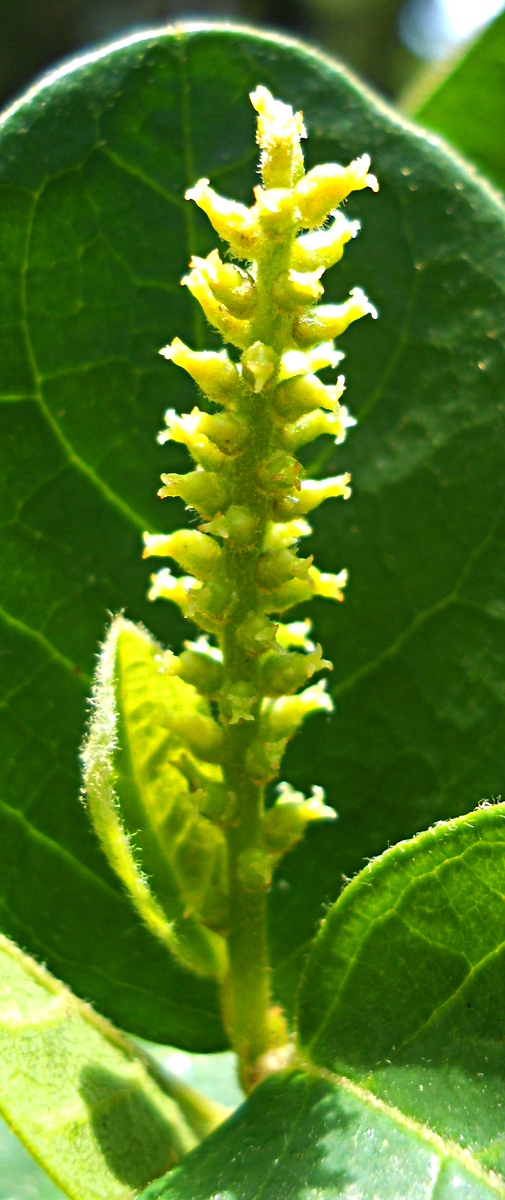 Antidesma venosum Antidesma venosum