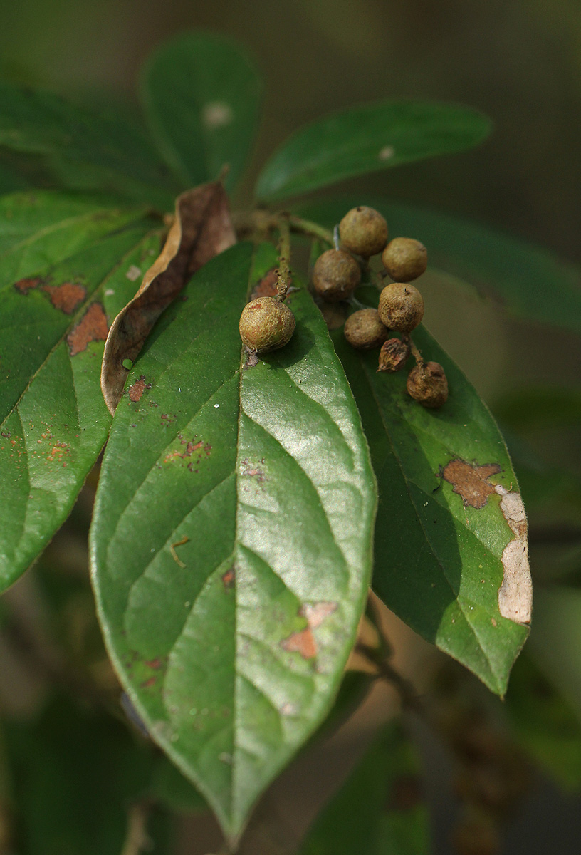 Antidesma venosum Antidesma venosum