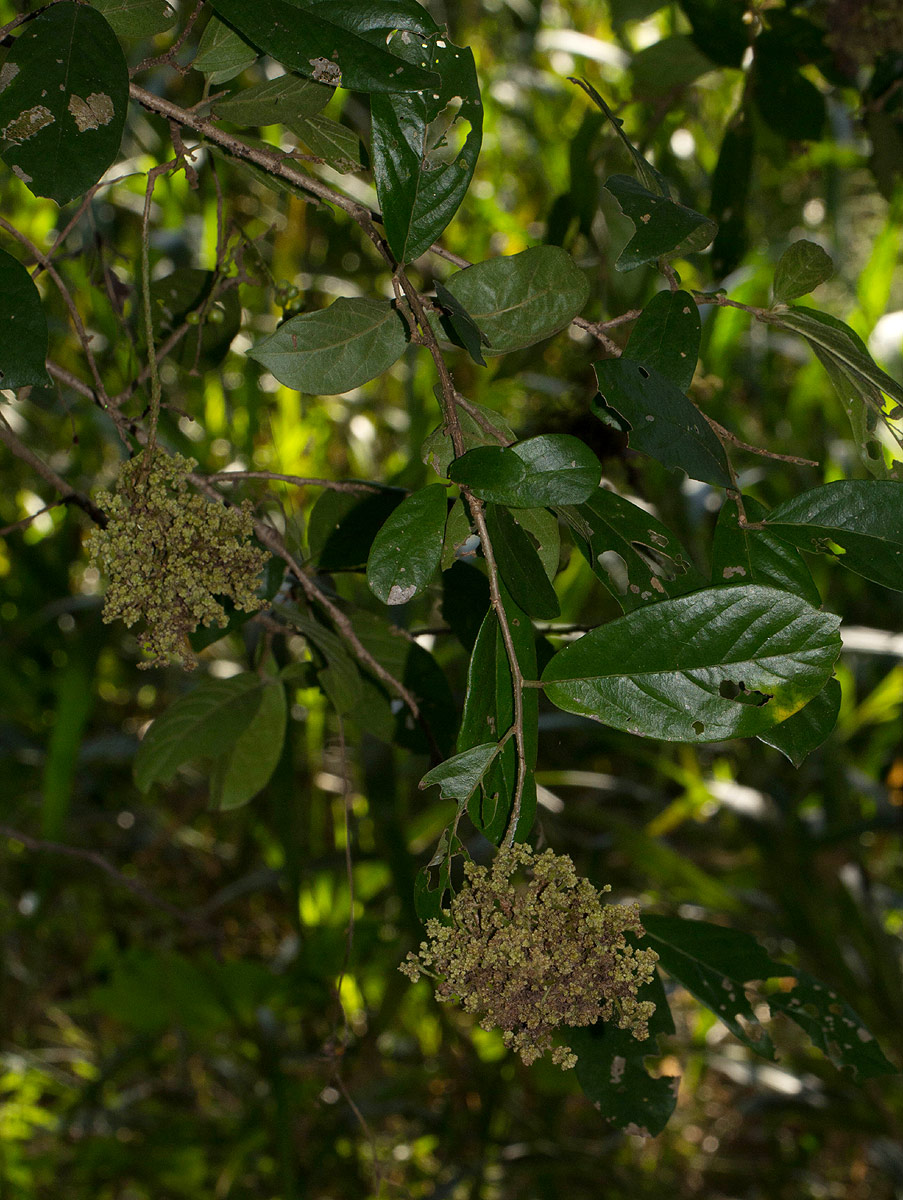 Antidesma venosum Antidesma venosum