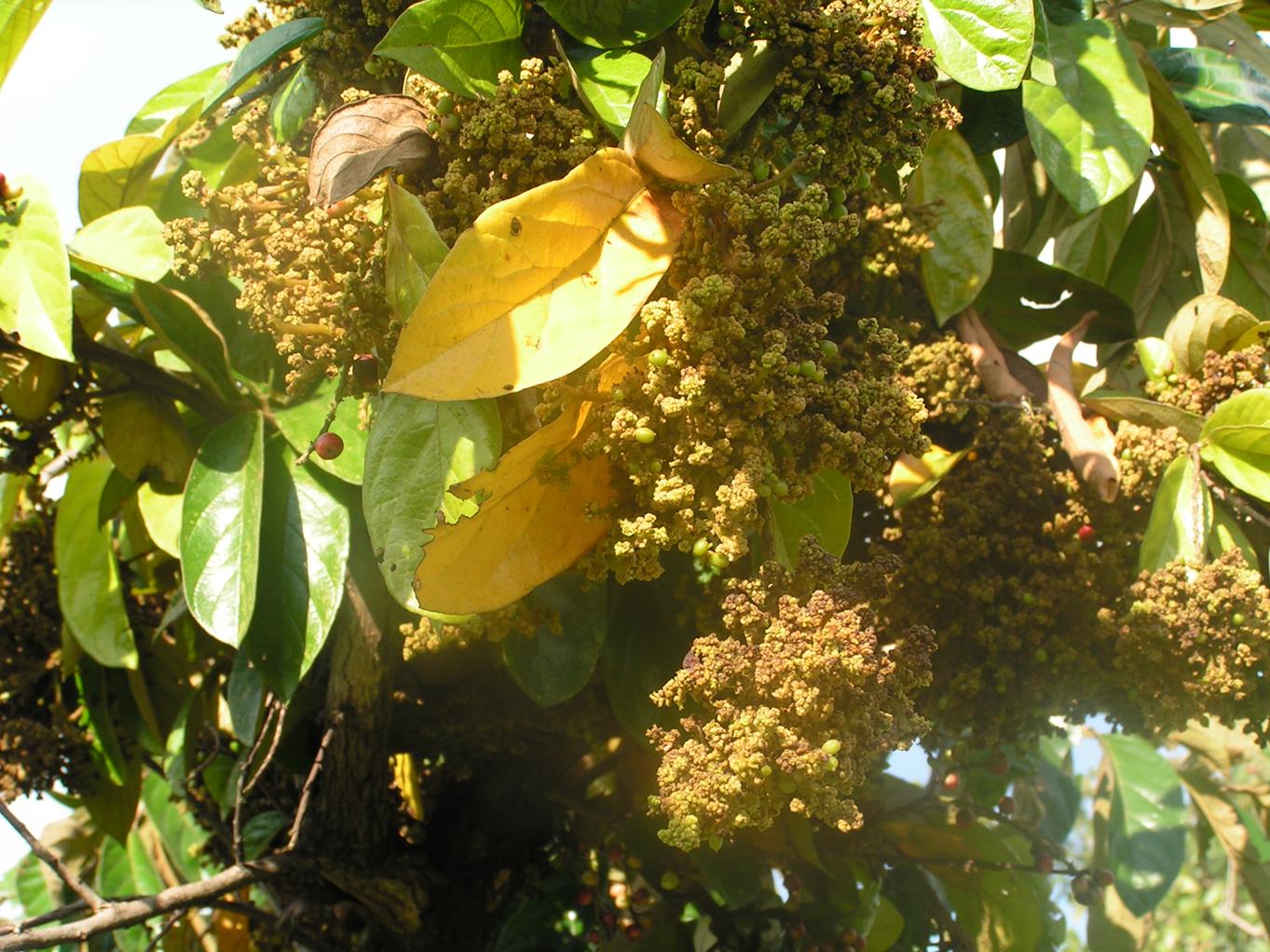 Antidesma venosum Antidesma venosum